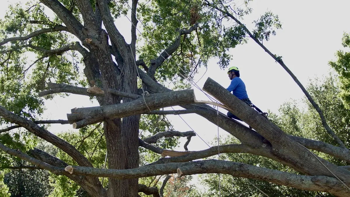 Professional Crown Thinning performed by certified arborists in Keytesville