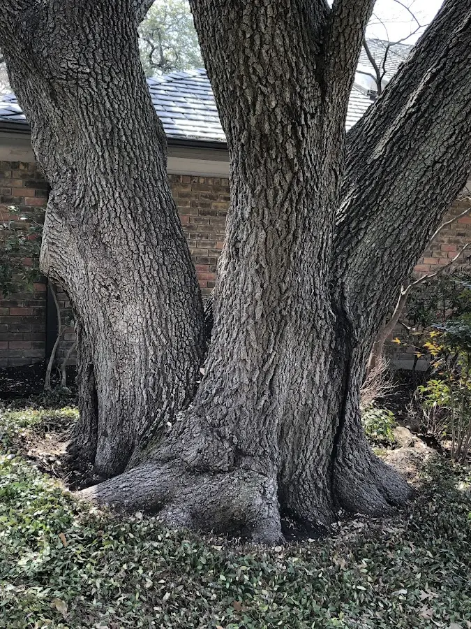 Mature heritage tree close to a Keytesville property cared for by certified arborists